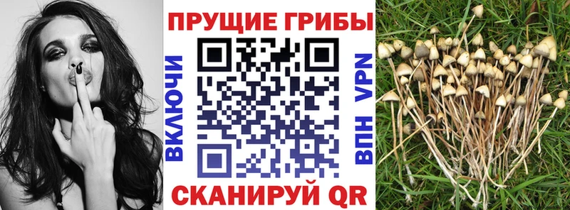 Псилоцибиновые грибы Magic Shrooms  ссылка на мегу сайт  Пятигорск  купить наркотики цена 